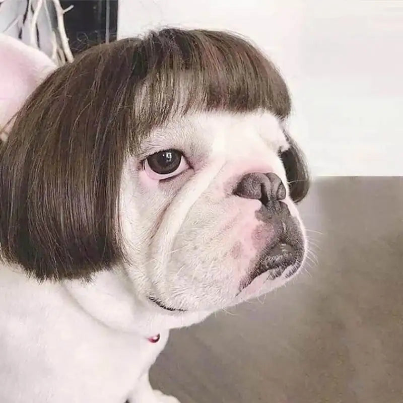 Wigs for furry kids