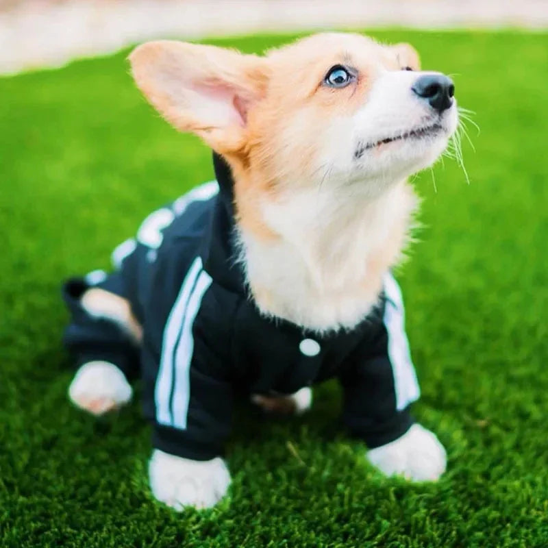 Dog Fit