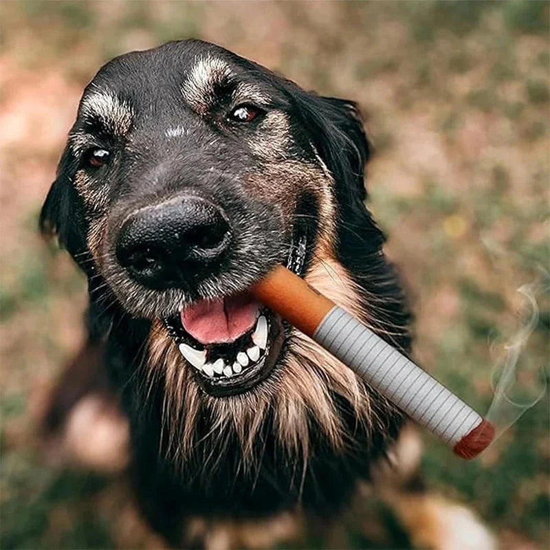 Dog Durries