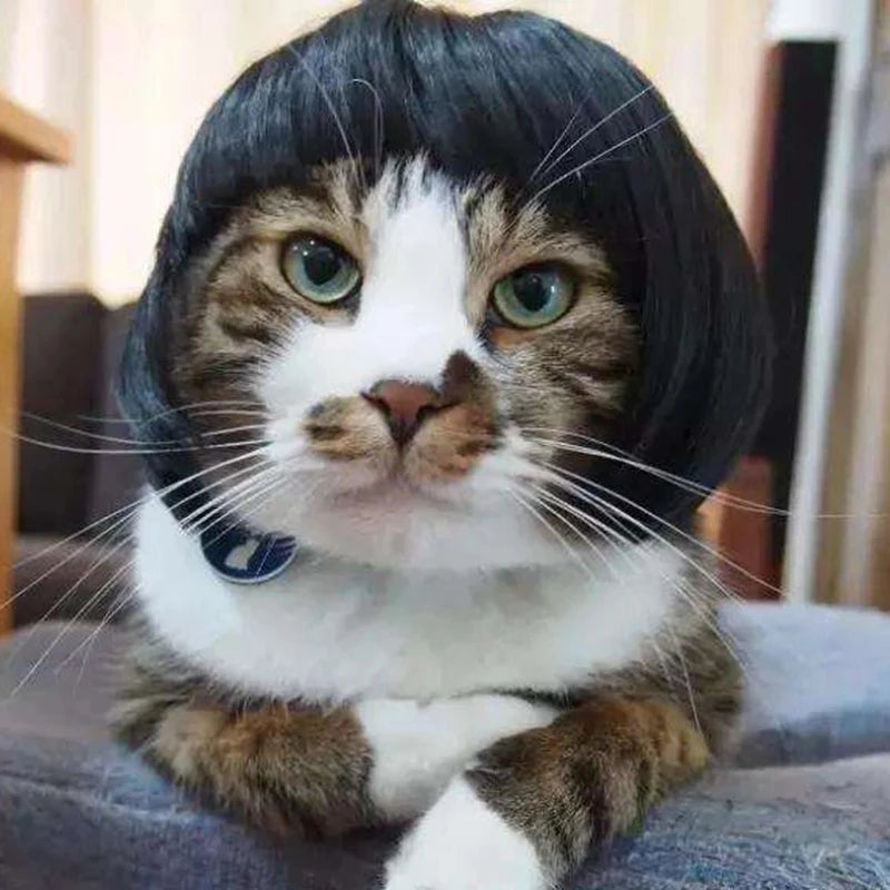Wigs for furry kids