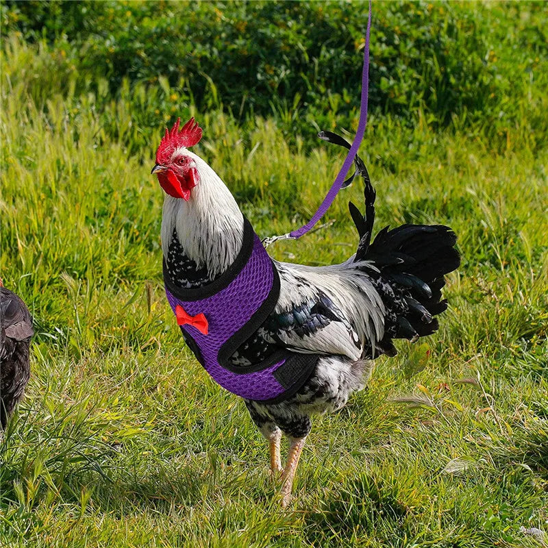 Chicken Harness