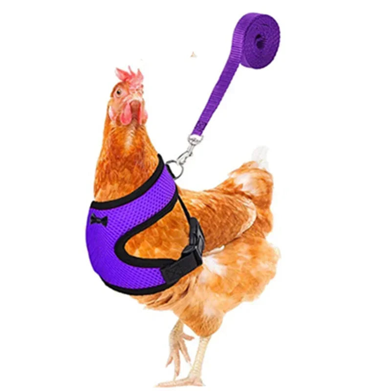 Chicken Harness