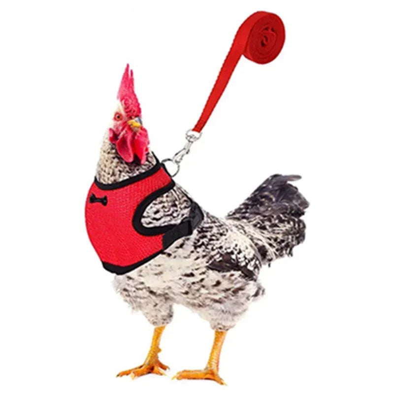 Chicken Harness