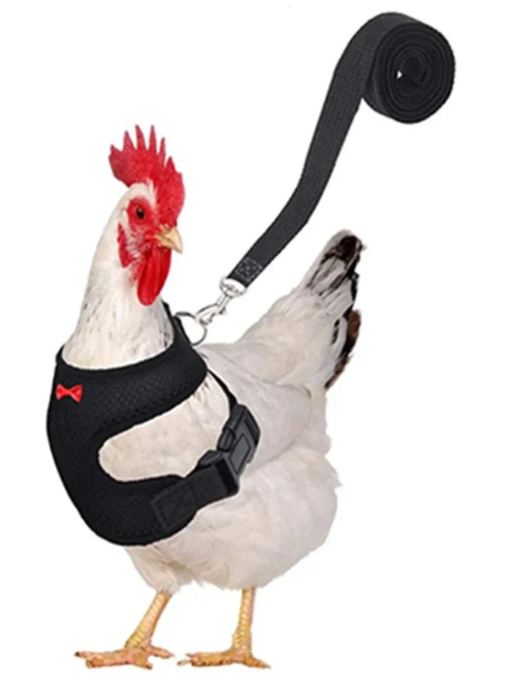 Chicken Harness