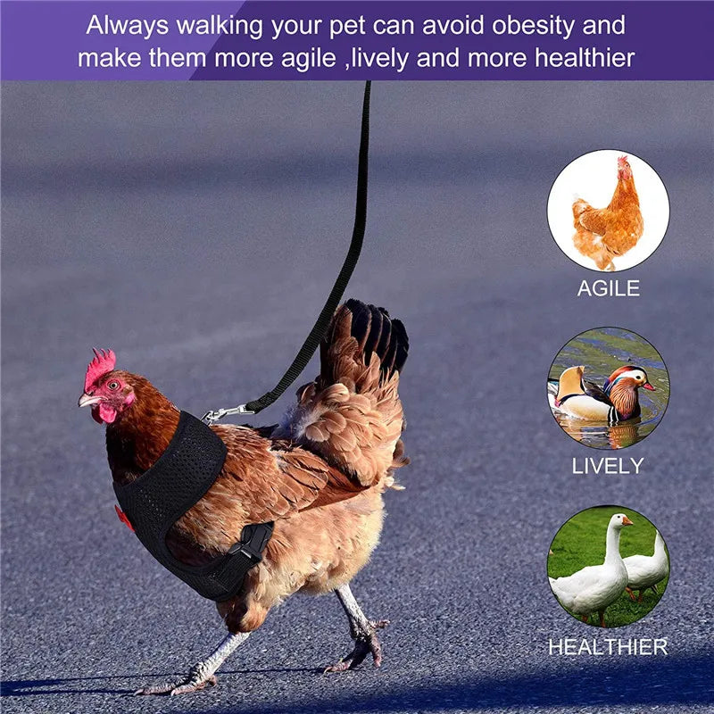 Chicken Harness