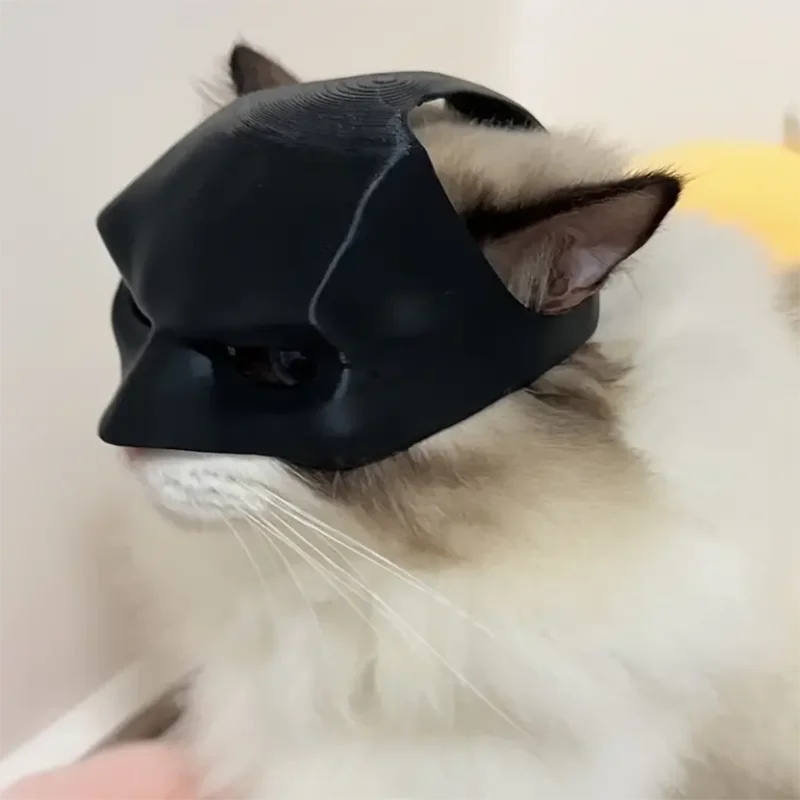 Catman