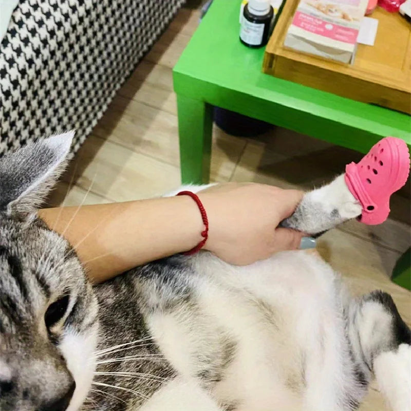 Cat Crocs